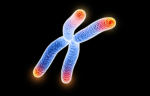 Telomere Cellular Rejuvenation